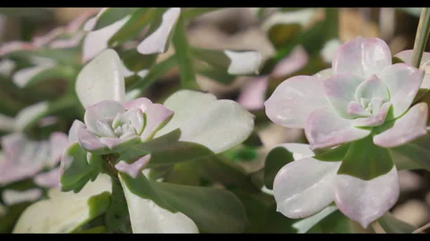 Close-up of Succulent Plant with Soft Focus Background Stock Footage 328526490