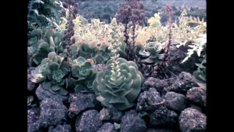 Close-up of Succulent Plants Stock Footage 278217296