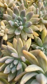 Close-up of Succulent Plants Stock Photos