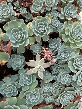 Close-up of succulent plants Stock Photos