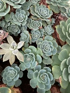 Close-up of succulent plants Stock Photos