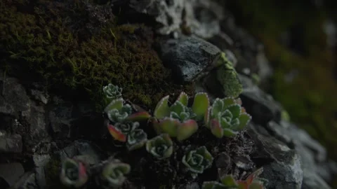 Close-Up of Succulent Plants on Rocky Surface with Moss Stock Footage 289839969