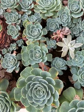 Close-up of succulent roses Stock Photos