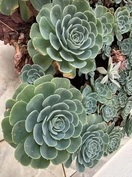 Close-up of Succulent Rosettes Stock Photos