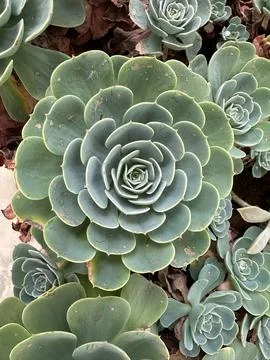 Close-up of Succulent Rosettes Stock Photos