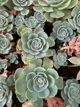 Close-Up of succulent rosettes Stock Photos