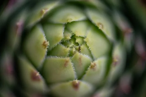 Close-Up of Succulent Spiral Pattern Stock Photos