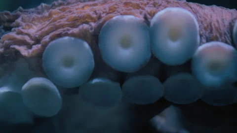 Close up of the suckers of a Giant Pacific Octopus Stock-Footage 293669353