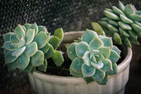 Close up suculent Stock Photos