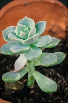 Close up suculent Foto stock