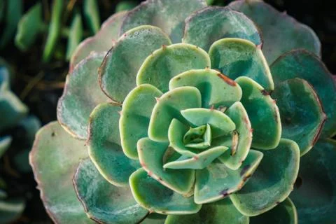 Close up suculent Stock Photos