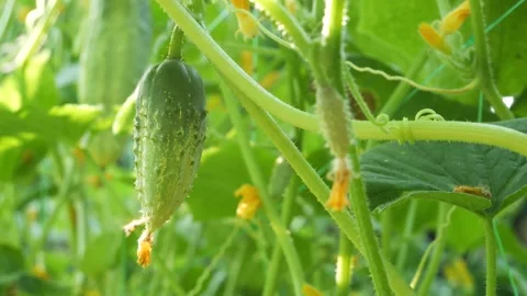 Close up сucumbers on a stalk swaying in the rays of the sun Video stock 157455147