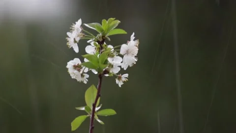 Close up of sudden heavy spring rain coming down on blossom tree branch. 스톡 동영상 239445547