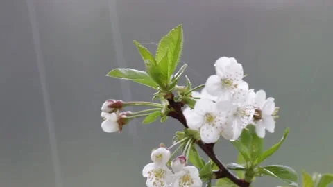 Close up of sudden spring rain coming down on blossom tree branch. Stock Footage 239445558