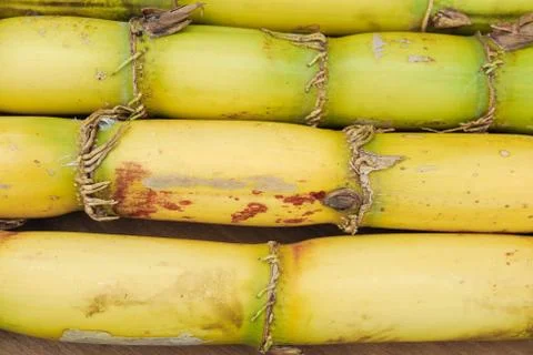 Close up sugar and sugarcane Stock Photos