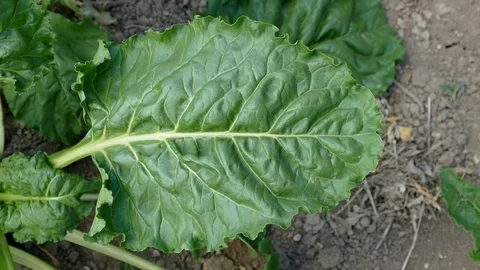 Close-up sugar beet leaf, natural sugar beet plant, 스톡 동영상 111924243