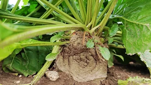 Close-Up Of Sugar Beet Root With Green Leaves In Agricultural Field Before .. 库存影片 347483356