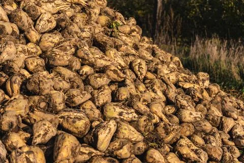 Close-up of sugar beets lying in a field after the autumn harvest Foto stock