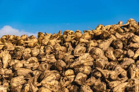 Close-up of sugar beets lying in a field after the autumn harvest Stock Photos