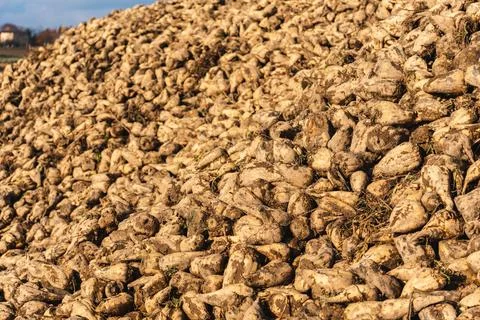 Close-up of sugar beets lying in a field after the autumn harvest Stock Photos