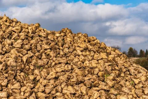 Close-up of sugar beets lying in a field after the autumn harvest Stock Photos
