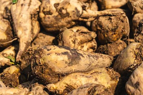 Close-up of sugar beets lying in a field after the autumn harvest Foto stock