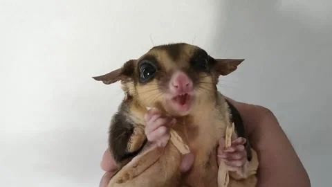 Close up Sugar Glider Eats Fish Snack Treat in Hand Video stock 251669103