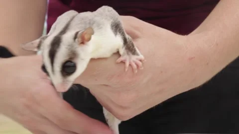 Close up of a sugar glider with handler Stock Footage 345172608
