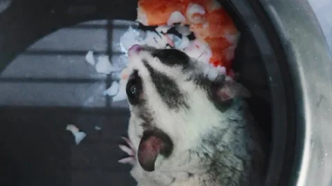 A close-up sugar glider with large dark eyes and striped grey-white fur 스톡 동영상 345144158