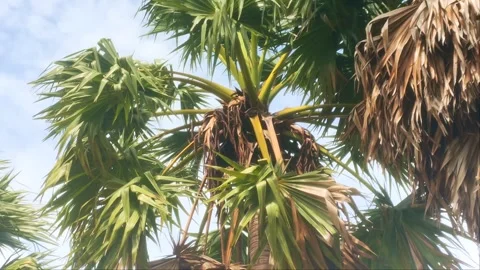 Close Up of Sugar Palm Tree Crown with Green Fronds and Fruit Stock Footage 343355369