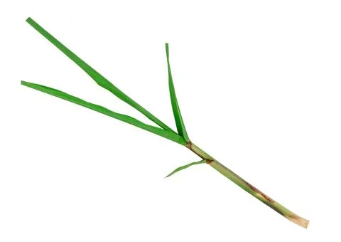 Close up of sugarcane isolated on white background Stock Photos
