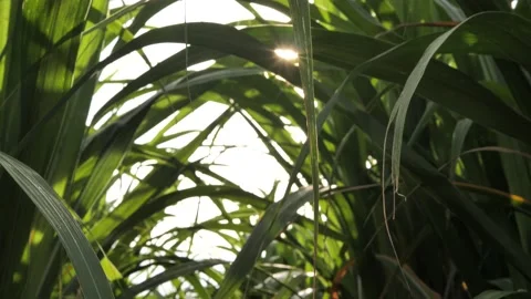 Close up sugarcane leaves with sunlight, Cane with sunset, Stock Footage 140765738