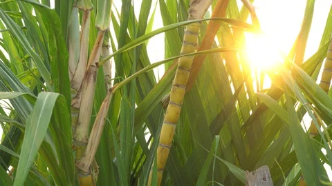Close-up of a sugarcane planted in a field with bright sunlight. Stock Footage 128213872