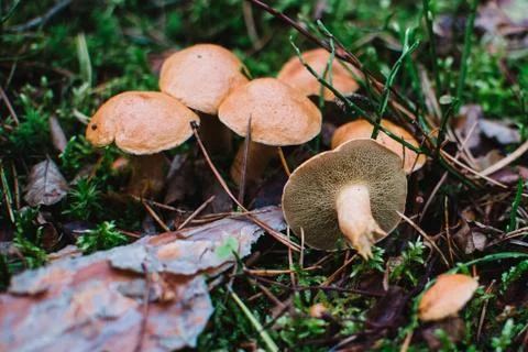 Close up on Suillus bovinus in the forest Stockfoto's