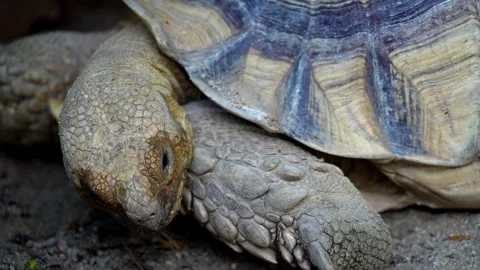 Close up Sulcata tortoise head Video stock 330760547