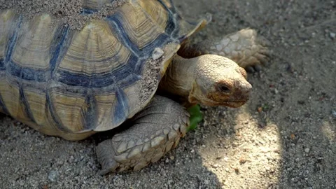 Close up sulcata tortoise head look around on the ground Stock-Footage 330760533