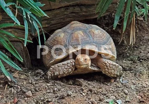 Close up Sulcata Tortoise or African Spurred Tortoise on The Ground Stock Photos