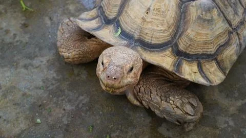 Close Up of a Sulcata Tortoise Stock Photos