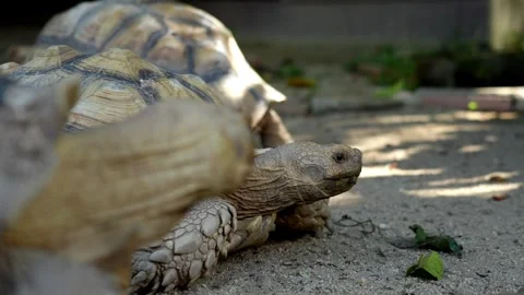 Close up of a Sulcata tortoise walk on the ground Stock Footage 330760554