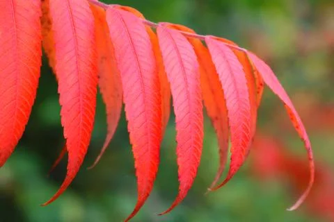 Close up of Sumac tree red autumn leaves Stock Photos