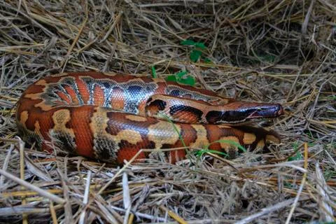 Close up Sumatran Red Blood Python / Python curtus brongersmai Foto stock