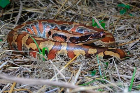 Close up Sumatran Red Blood Python / Python curtus brongersmai Foto stock