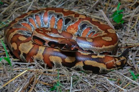 Close up Sumatran Red Blood Python / Python curtus brongersmai Foto stock