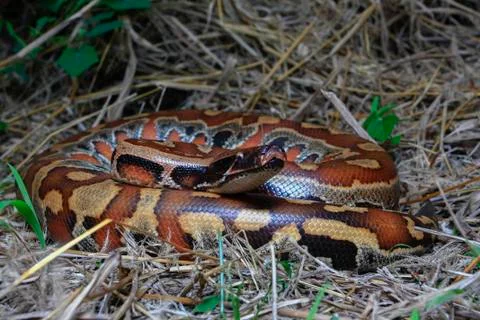 Close up Sumatran Red Blood Python / Python curtus brongersmai Stock Photos