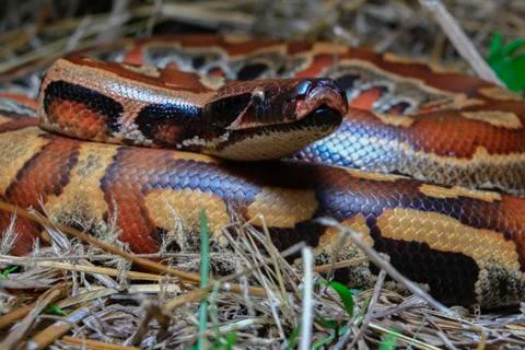 Close up Sumatran Red Blood Python / Python curtus brongersmai Photos