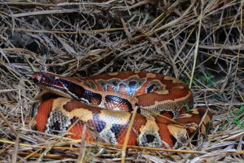 Close up Sumatran Red Blood Python / Python curtus brongersmai Photos
