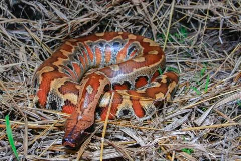 Close up Sumatran Red Blood Python / Python curtus brongersmai 写真素材