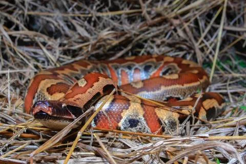 Close up Sumatran Red Blood Python / Python curtus brongersmai Stock Photos