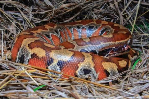 Close up Sumatran Red Blood Python / Python curtus brongersmai Stock Photos