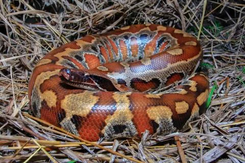 Close up Sumatran Red Blood Python / Python curtus brongersmai Stock Photos
